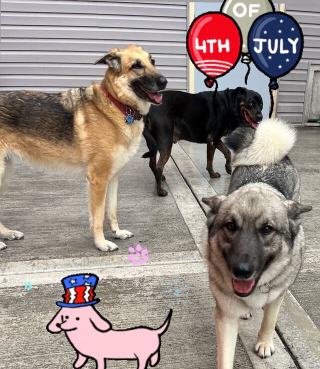 Active Dog Daycare & Boarding West Diversey Ave Chicago IL Fun!